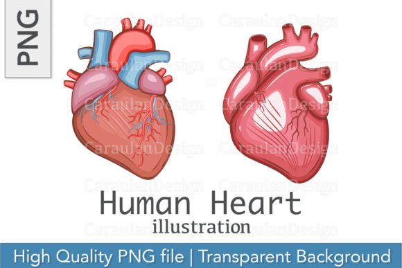 Download Human Heart Illustration, Heart PNG - Heart illustration Collection