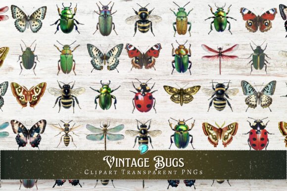 Download Vintage Bugs Clipart Transparent PNGs - Transparent Collection